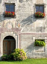 Potted plants on window of building