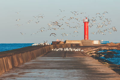 Seagulls flying over sea against sky