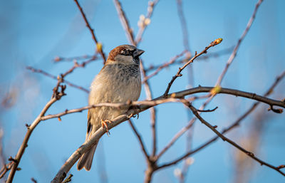 Low angle view of bird perching on branch