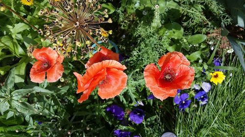 Full frame shot of red flowers