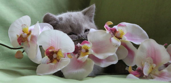 Close-up of pink flower