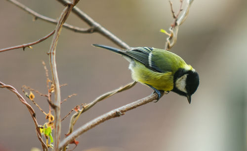 Close-up of bird perching on branch