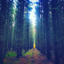 Trail amidst trees in forest