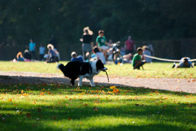 Horses running on field