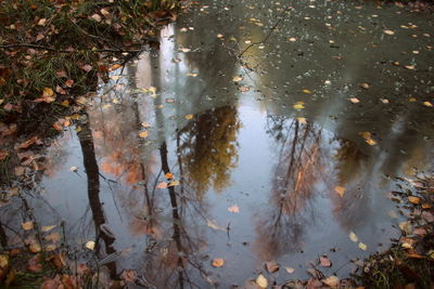 Reflection of trees in puddle