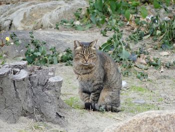 Portrait of cat sitting by plants