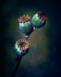 Close-up of flowers