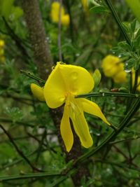 Close-up of yellow flowering plant