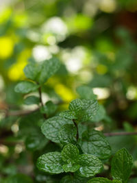 Close-up of leaves