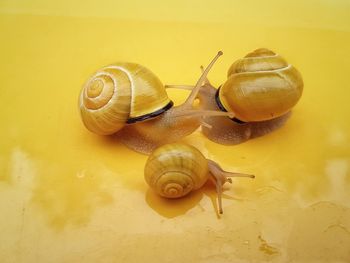 Close-up of snail