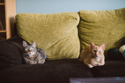 Portrait of cats relaxing on sofa