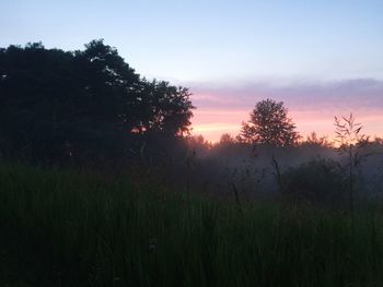 Trees on field at sunset