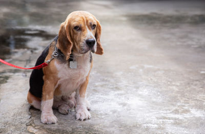 Portrait of dog looking away