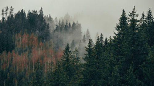 Pine trees in forest against sky