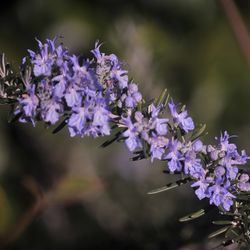 Close-up of purple flowering plant