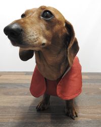 Close-up of dog looking away on floor at home