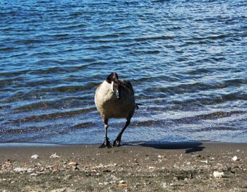 Seagull on beach