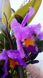 Close-up of purple flowers blooming outdoors