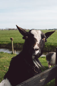 Close-up portrait of a horse on field