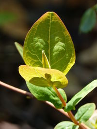 Close-up of green plant