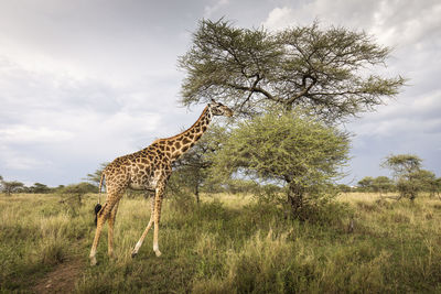 View of giraffe on field against sky