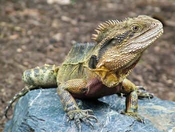 Close-up of australian water dragon on rock