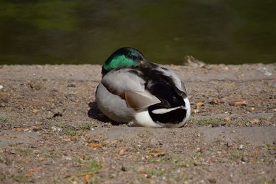 Close-up of duck on field