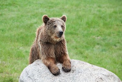 Brown bear on rock against grassy field