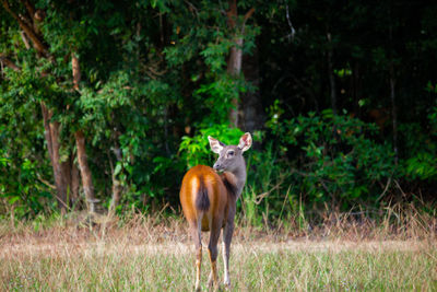 Deer standing in a forest