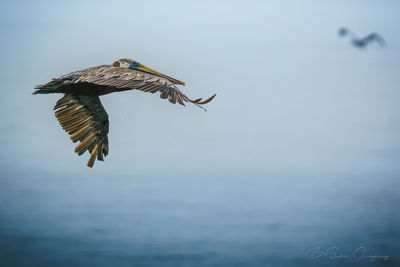 Bird flying over sea against clear sky