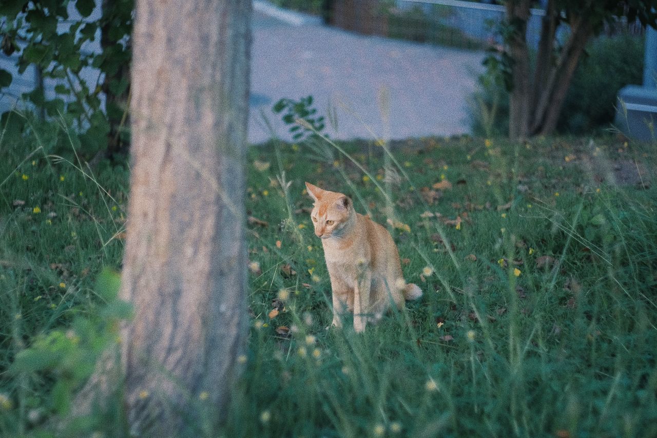 CAT LYING ON GRASS