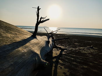 View of driftwood on beach