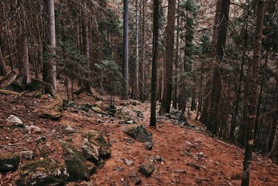 Trees in forest