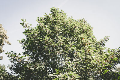 Low angle view of trees against sky