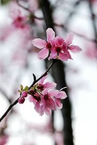 Close-up of cherry blossoms