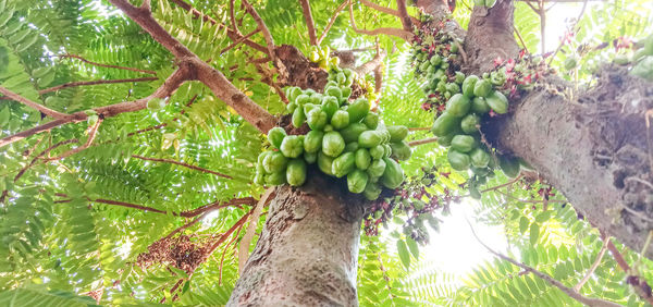 Low angle view of fruits hanging on tree