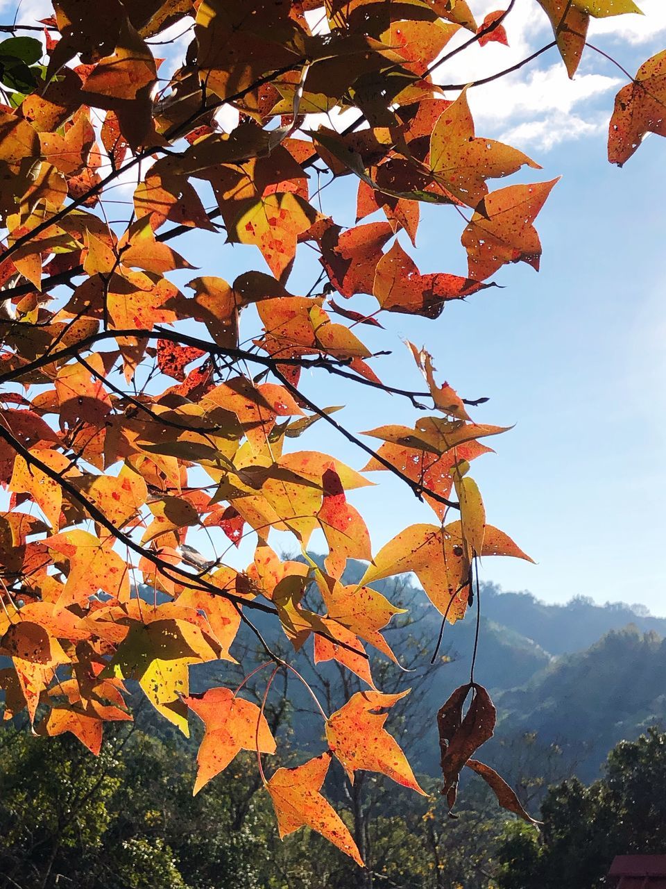 autumn, plant part, leaf, change, tree, beauty in nature, plant, nature, orange color, day, branch, sky, growth, no people, tranquility, close-up, outdoors, leaves, low angle view, focus on foreground, maple leaf, autumn collection, natural condition, fall