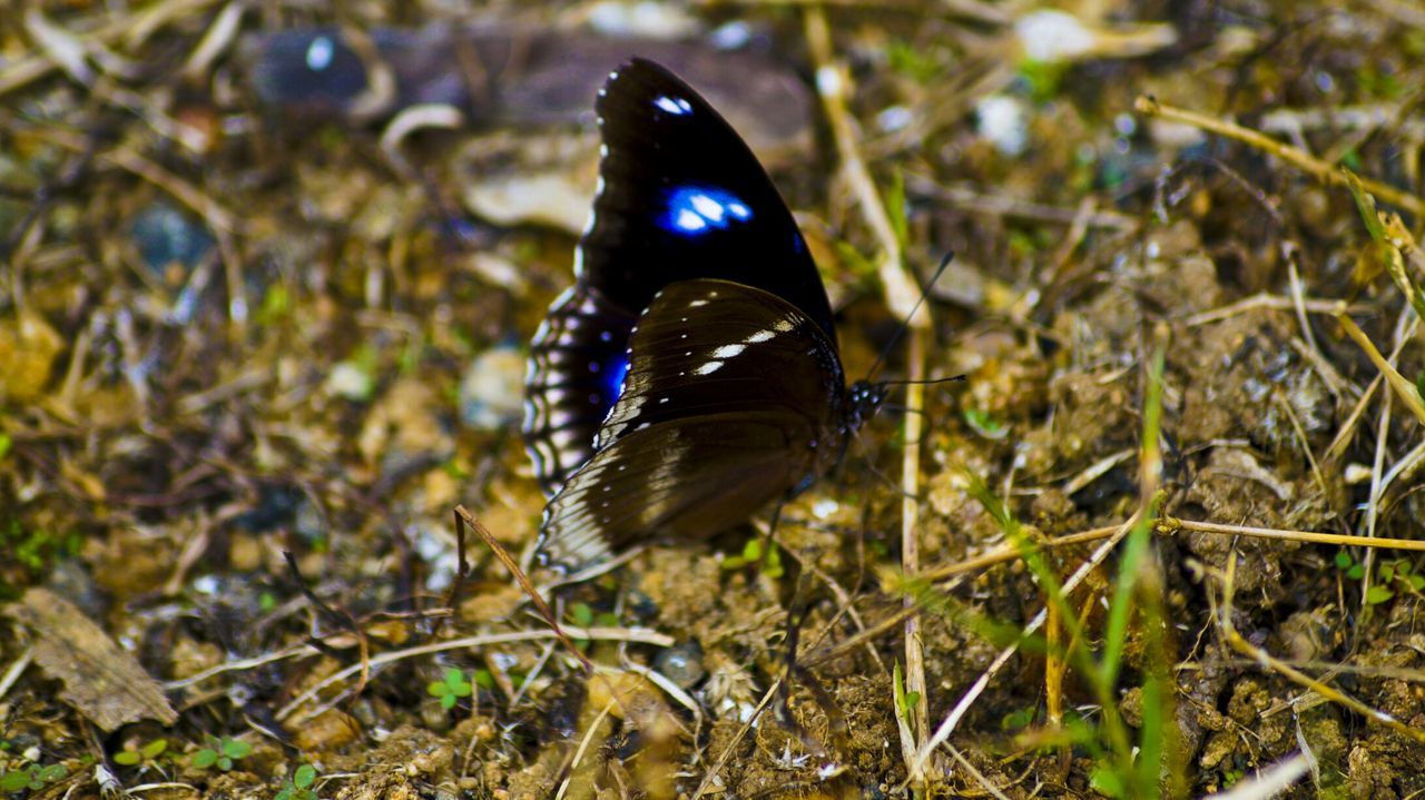 one animal, animal themes, animals in the wild, wildlife, blue, butterfly - insect, nature, close-up, bird, insect, beauty in nature, focus on foreground, field, selective focus, black color, outdoors, butterfly, no people, multi colored, peacock