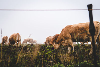 Sheep grazing in a field