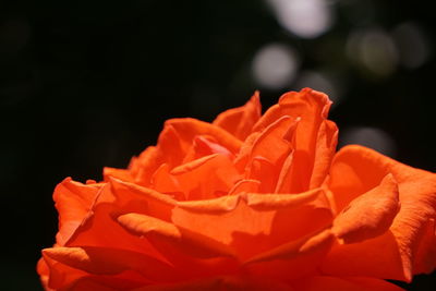 Close-up of orange rose against black background