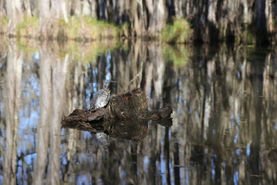 Close-up of turtle in water