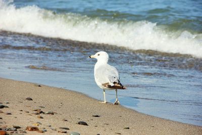 Seagull perching on a beach