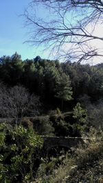 View of trees in forest