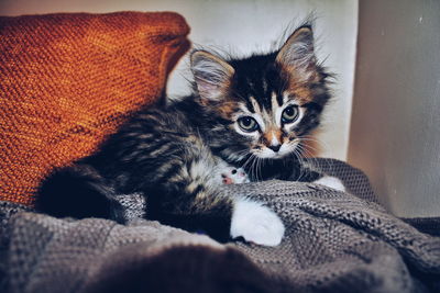 Portrait of kitten resting on sofa at home