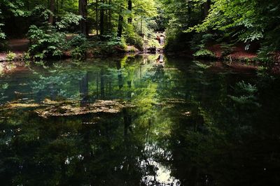 Scenic view of lake in forest
