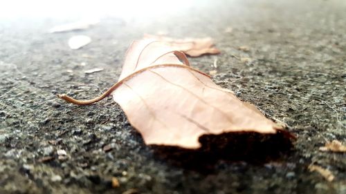 Close-up of dry leaf on ground