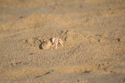 Close-up of crab on sand