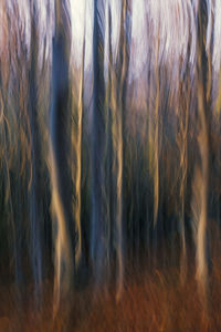 Full frame shot of plants on field