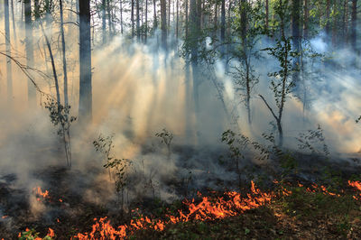 Trees during a forest fire