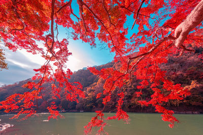 Katsura river on both sides is full of beautiful colorful trees.